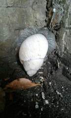 Megalobulimus lorentzianus