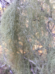 Usnea trichodea