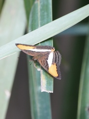 Adelpha fessonia