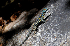 Petrosaurus thalassinus