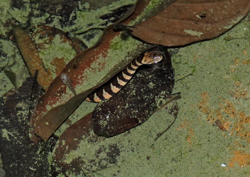 Apiaká Keelback
