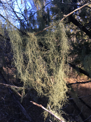 Usnea trichodea