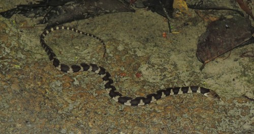 Apiaká Keelback