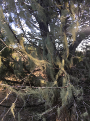 Usnea trichodea