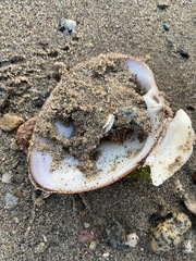 Megapitaria squalida