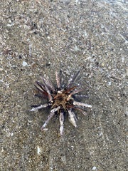 Eucidaris thouarsii