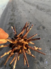 Eucidaris thouarsii