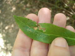 Liriomyza citreifemorata