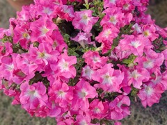 Petunia × atkinsiana