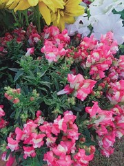 Petunia × atkinsiana
