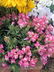Petunia × atkinsiana