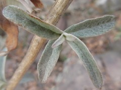 Buddleja davidii