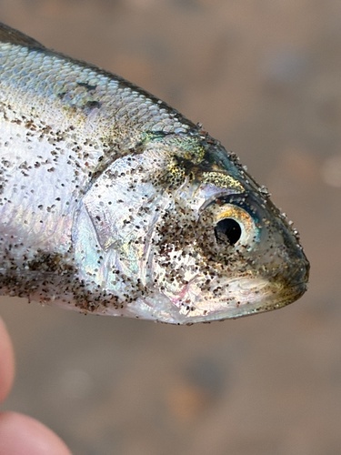 Pacific menhaden (Ethmidium maculatum) — Clupeidae