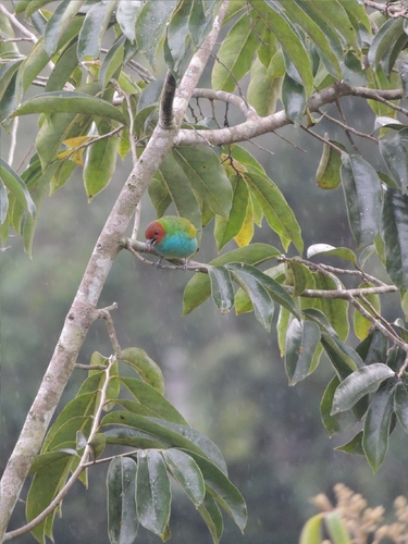 Bay-headed Tanager (Tangara gyrola), photo 4