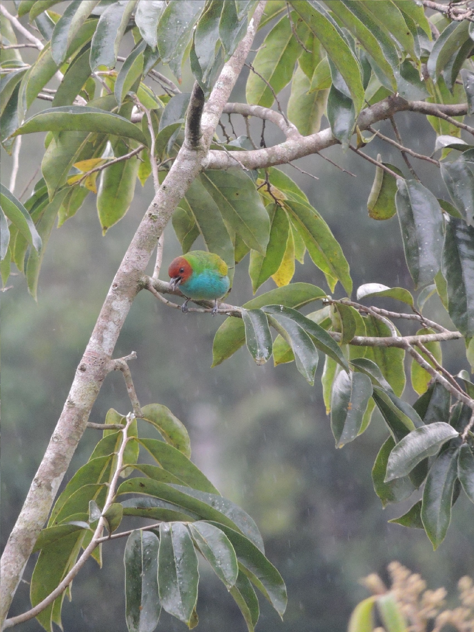 Bay-headed Tanager (Tangara gyrola), photo 4