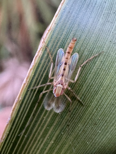 Unknown species found near Water Catchment Area, West Palm Beach, FL, US