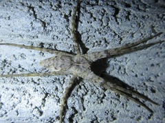 Pisaura ancora