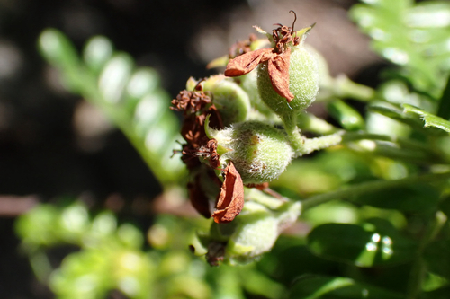 Osteomeles anthyllidifolia observed 2026-01-21