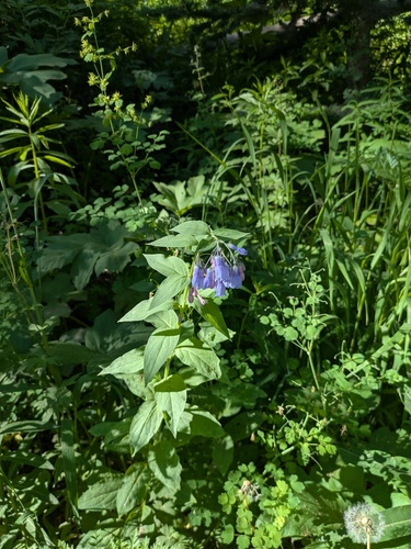 mountain bluebells (Mertensia ciliata)