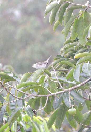 Chestnut-sided Warbler (Setophaga pensylvanica), photo 4