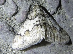 Agriopis dira