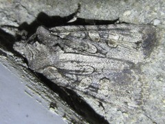 Lithophane ustulata