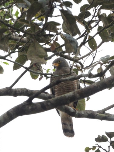 Roadside Hawk (Rupornis magnirostris), photo 4