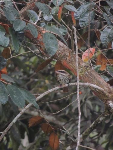 Streaked Flycatcher (Myiodynastes maculatus), photo 5