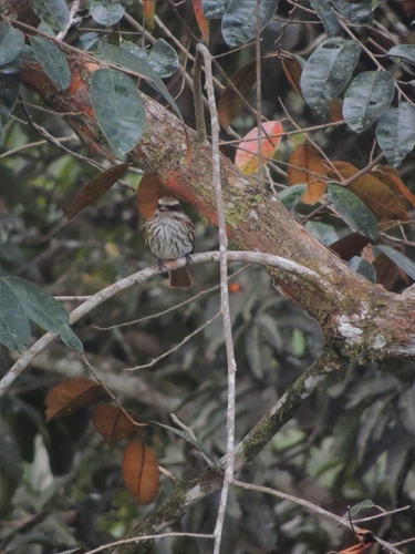 Streaked Flycatcher (Myiodynastes maculatus), photo 6