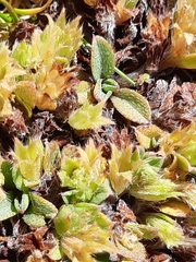 Myosotis glauca