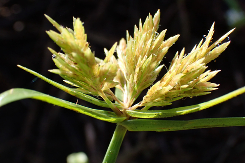 Cyperus polystachyos observed 2026-01-21