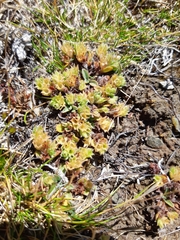 Myosotis glauca