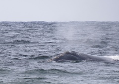Eubalaena glacialis