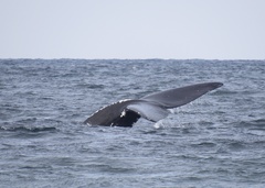 Eubalaena glacialis