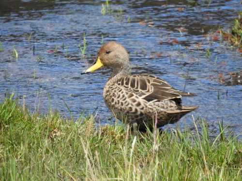 Yellow-billed Pintail