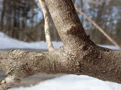 Acer negundo violaceum
