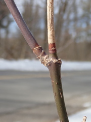 Acer negundo violaceum