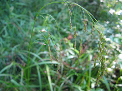Glyceria lithuanica