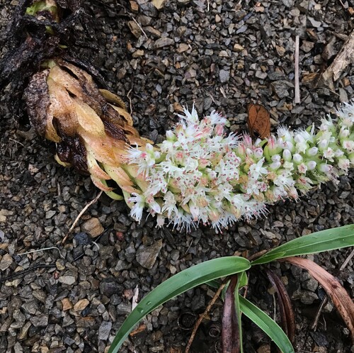 Orostachys japonica