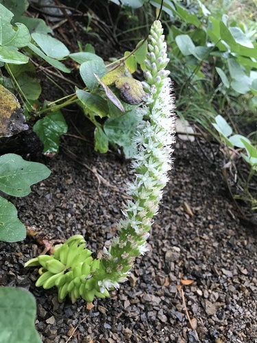 Orostachys polycephala (Makino) Hara 2