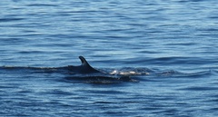Balaenoptera physalus