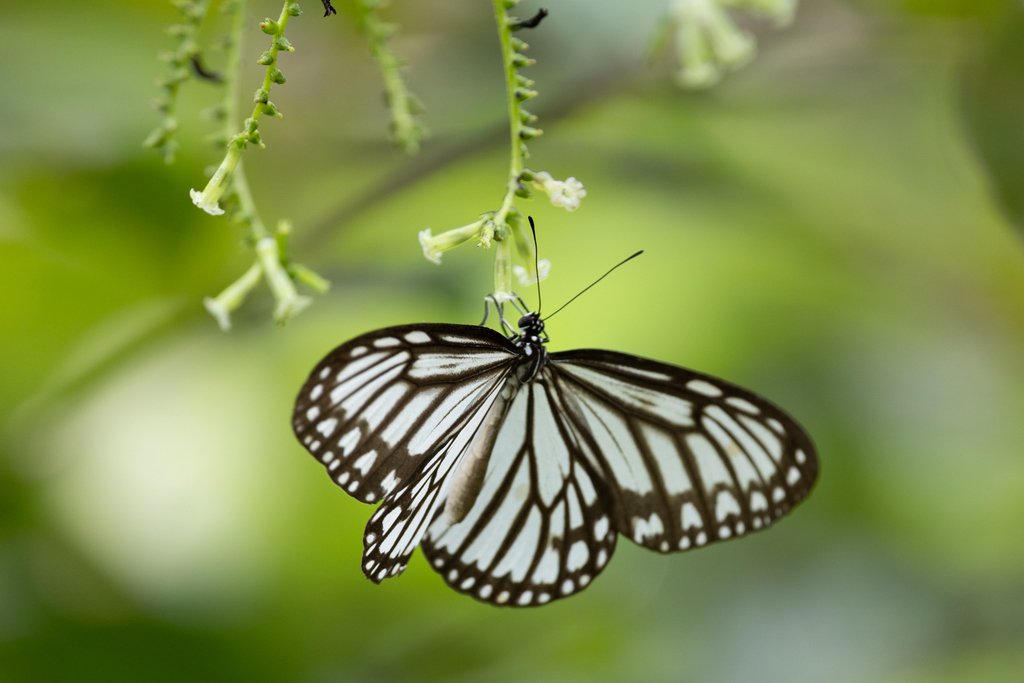 Ideopsis hewitsonii