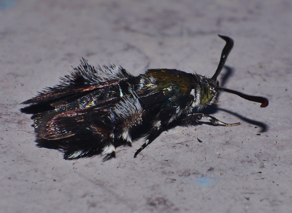Melittia chalybescens
