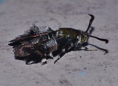 Melittia chalybescens