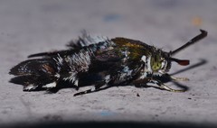 Melittia chalybescens