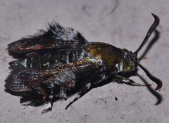 Melittia chalybescens