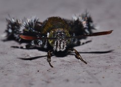 Melittia chalybescens