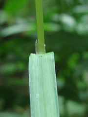 Glyceria lithuanica