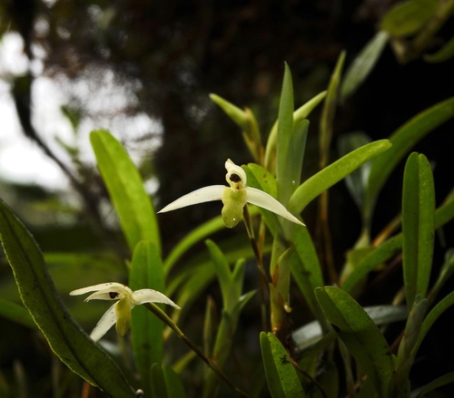 Maxillaria acuminata, photograph 5