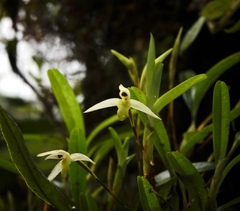Maxillaria acuminata, photograph (c) desertnaturalist, some rights reserved (CC BY)